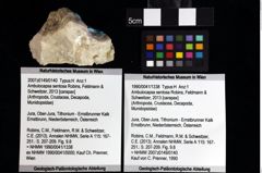 Foto (Objket + Etiketten) von Ambulocapsa sentosa (Robins, Feldmann & Schweitzer, 2013) 